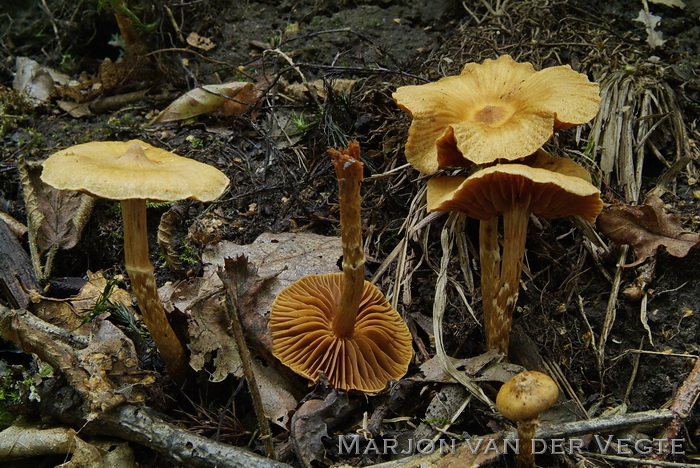 Wijdplaatgordijnzwam - Cortinarius safranopes